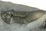 Scabriscutellum Trilobite With Morocops - Multi-Toned Shell #300563-3